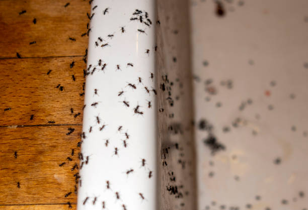 Best Affordable Pest Control Services  in Nazareth, PA